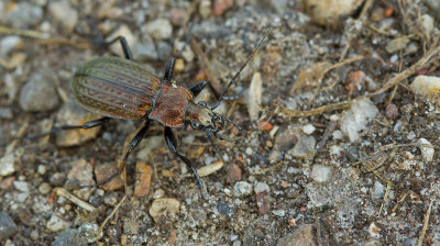 Carabus granulatus / Gekorrelde veldloopkever