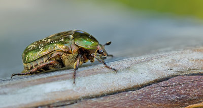 Protaetia metallica / Gedeukte Gouden Tor 
