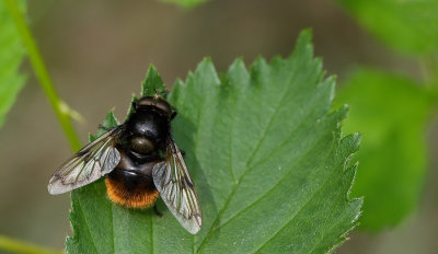 Volucella bombylans / Hommelzweefvlieg