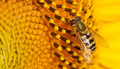 Common Banded Hoverfly / Bessenbandzweefvlieg