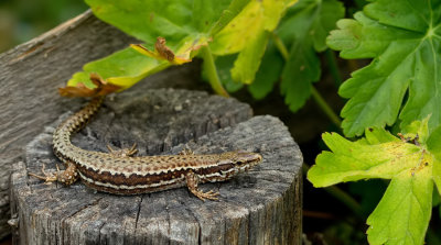 Common Wall Lizard/ Muurhagedis