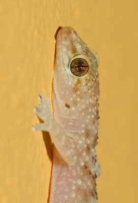 Turkish gecko / Europese tjitjak
