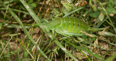Polysarcus denticauda / Dikbuiksprinkhaan 