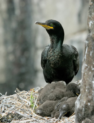 Shag / Kuifaalscholver