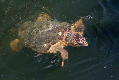 Loggerhead sea turtle / Dikkopschildpad