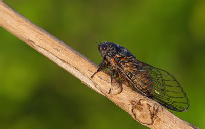 Cicada orni / Kraakcicade 