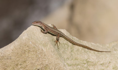 Common Wall Lizard/ Muurhagedis