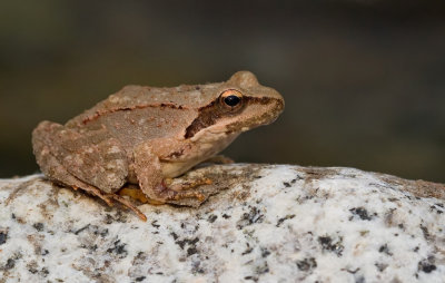 Greek stream frog / Griekse beekkikker
