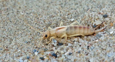 Shore Earwig / Grote oorworm