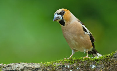 Hawfinch / Appelvink 