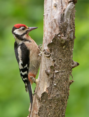 Great-spotted woodpecker / Grote bonte specht