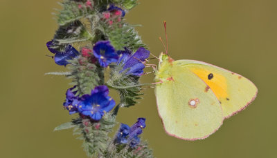 Clouded yellow / Oranje Luzernevlinder