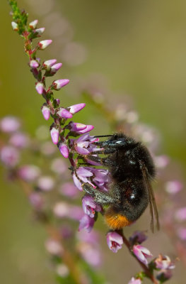 Red tailed bumblebee / Steenhommel