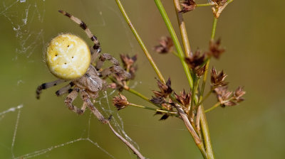 Four-spot orb-weaver / Viervlekwielwebspin 