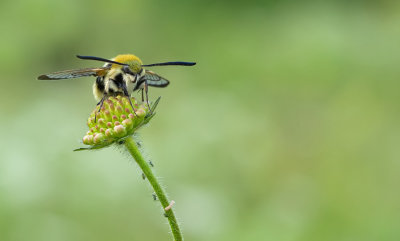Narrow-bordered Bee Hawk-moth / Hommelvlinder 