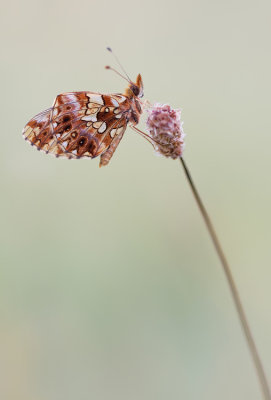 Weaver's Fritillary / Paarse parelmoervlinder