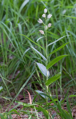 Narrow-Leaved Helleborine / Wit bosvogeltje