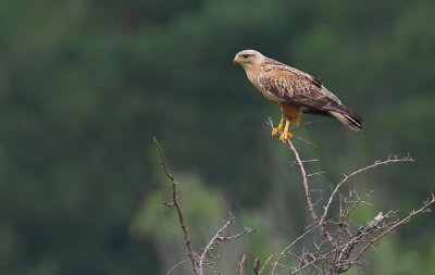 Long-legged buzzard / Arendbuizerd