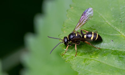 Argogorytes mystaceus