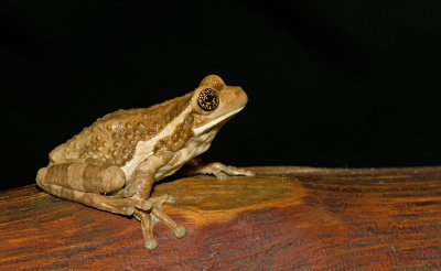 Milk Frog / Phrynohyas venulosa 