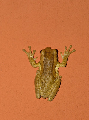 Milk Frog / Phrynohyas venulosa 