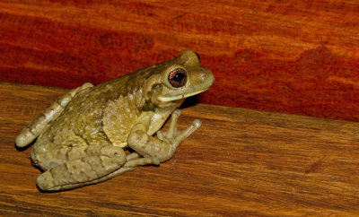 Milk Frog / Phrynohyas venulosa 