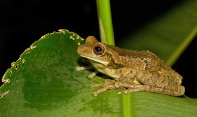 Milk Frog / Phrynohyas venulosa