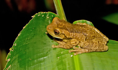 Milk Frog / Phrynohyas venulosa 