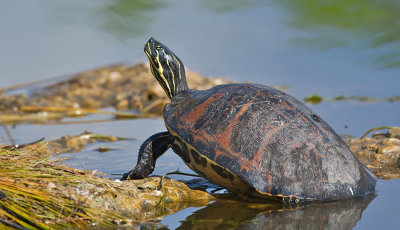 Florida Redbelly turtle / Florida roodbuikwaterschildpad