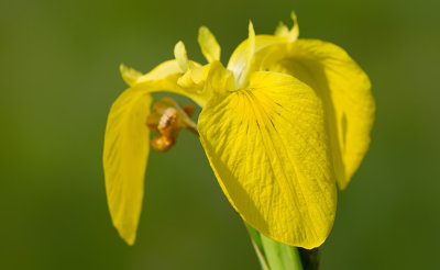 Yellow Iris / Gele lis