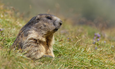 Alpine marmot / Alpen marmot
