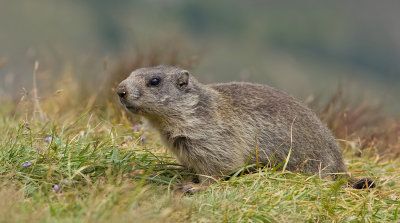 Alpine marmot / Alpen marmot