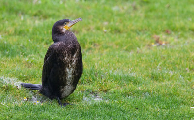 Great cormorant / Aalscholver 
