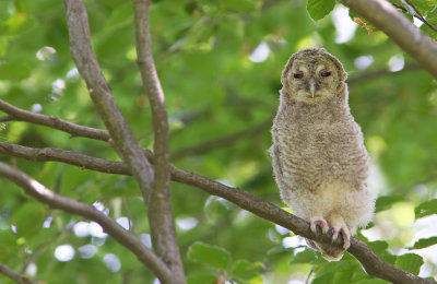 Tawny Owl / Bosuil 