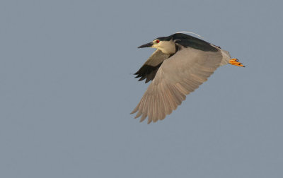 Black-crowned night-heron / Kwak