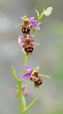 Horned Woodcock Orchid / Gehoornde sniporchis (Ophrys scolopax subsp. cornuta)