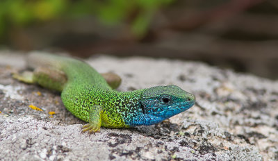 Eastern Green Lizard / Oostelijke smaragdhagedis