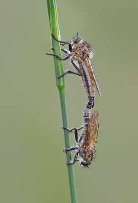 Dysmachus fuscipennis