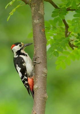 Syrian woodpecker / Syrische bonte specht