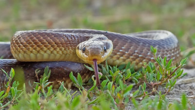 Aesculapian snake / Esculaapslang