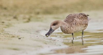 Marbled teal / Marmereend
