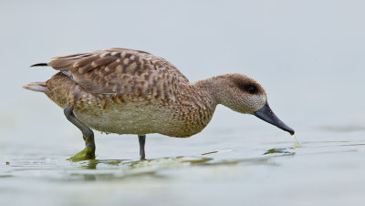 Marbled teal / Marmereend