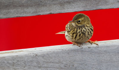 Meadow pipit / Graspieper 