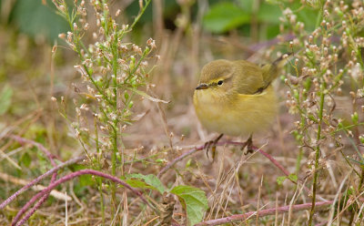 Common Chiffchaff / Tjiftjaf 