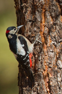 Great Spotted Woodpecker ssp. canariensis / Grote bonte specht ssp. canariensis