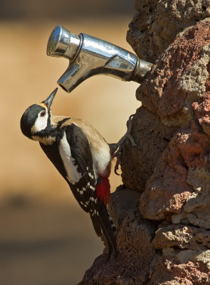 Tenerife Great Spotted Woodpecker  / Grote bonte specht ssp. thanneri