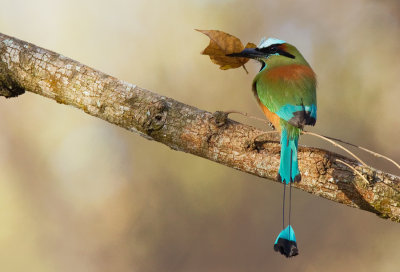 Turquoise-browed Motmot / Wenkbrauwmotmot