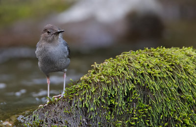 American Dipper / Noord-Amerikaanse waterspreeuw