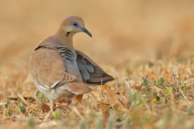 White-winged dove / Witvleugeltreurduif