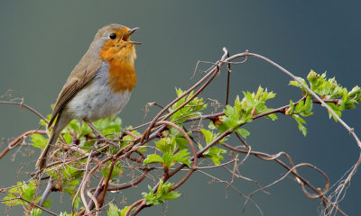 Robin / Roodborstje 
